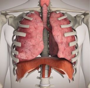 Diagrama de pulmones humanos