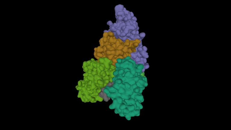 Representación molecular Bordetella pertussis